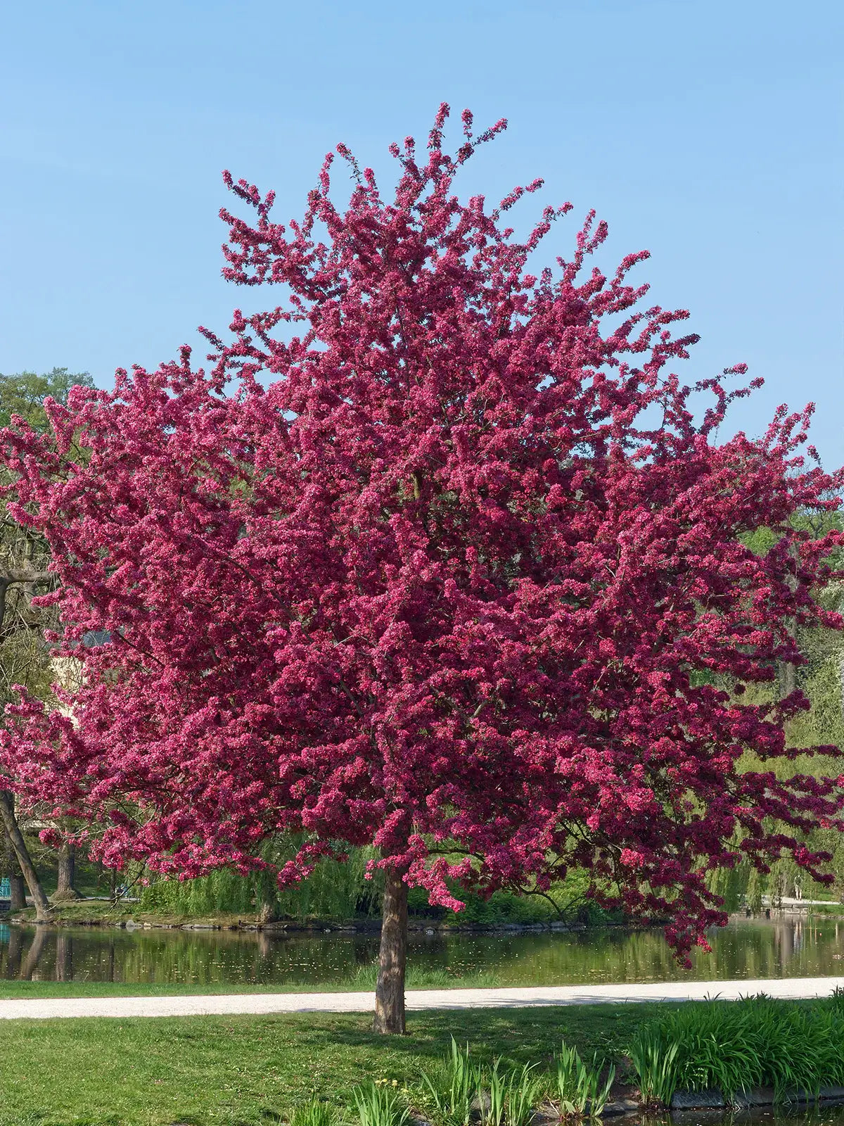 Prairifire crabapple tree with vibrant pink blossoms in a park setting