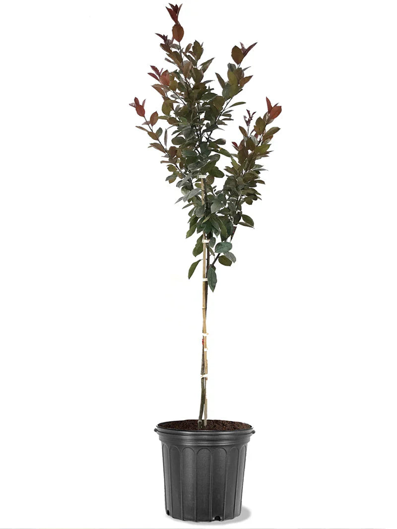 Potted Summer wonder crabapple plant with green leaves on a white background