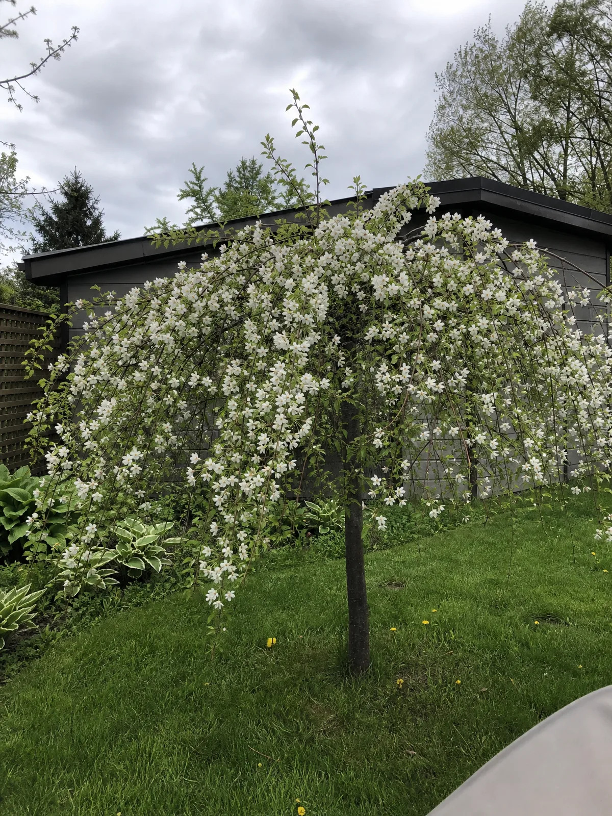 Weeping Red Jade crabapple Tree with white blossoms in a natural setting