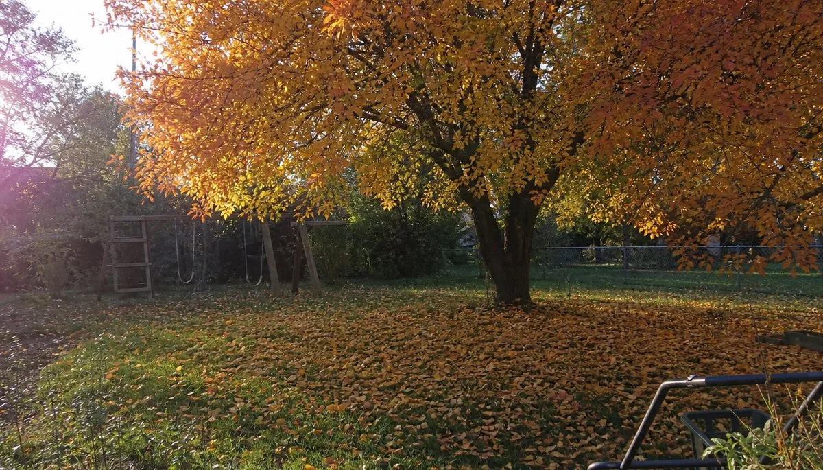 The Surprising Truth About Crabapple Trees: What Nurseries Won't Tell You