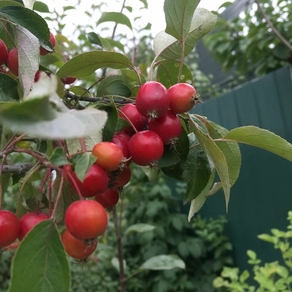 Ideal planting site for a crabapple tree in a Zone 4 garden with full sun exposure