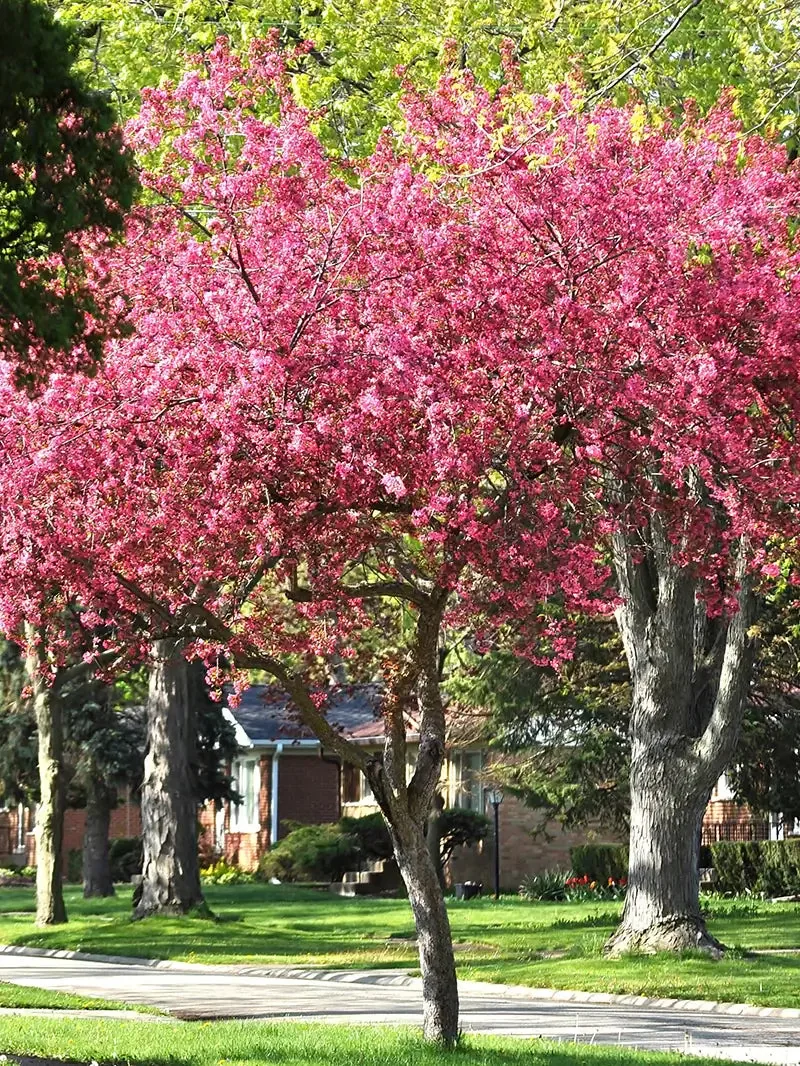 Pink flowering Profusion crabapple trees in a park with a building in the background