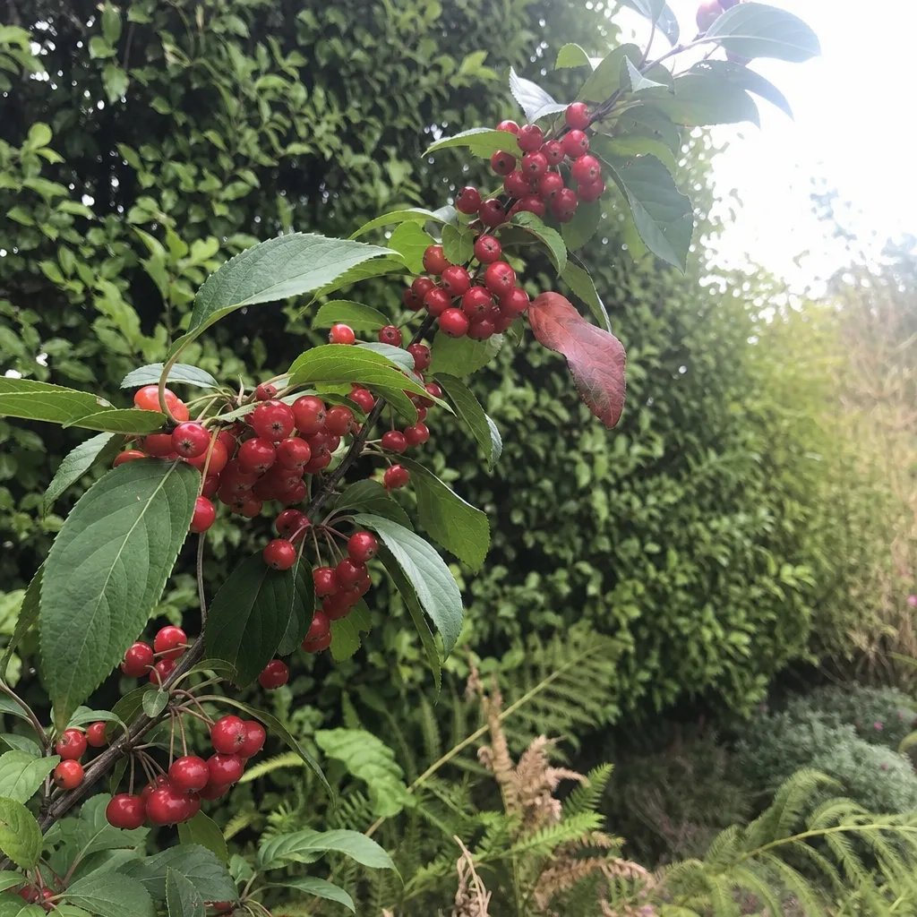 Hardy crabapple tree varieties suited for Zone 3 cold climates