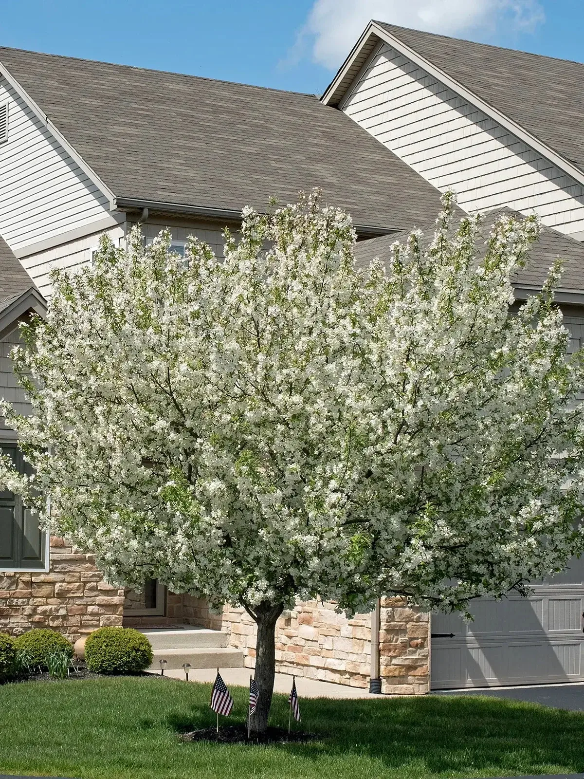 Flowering Callaway crabapple tree in front of a house with a clear sky