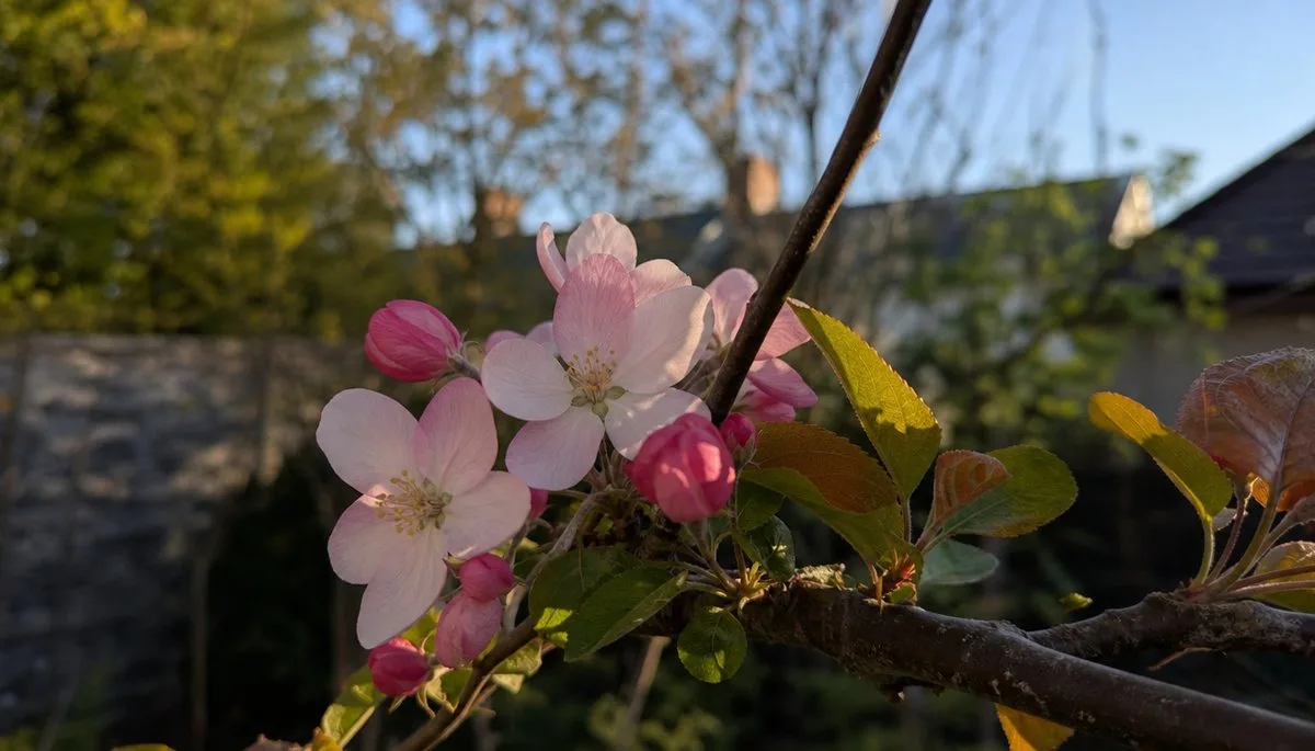 How to Identify a Crabapple Tree Like an Expert: Simple Visual Clues
