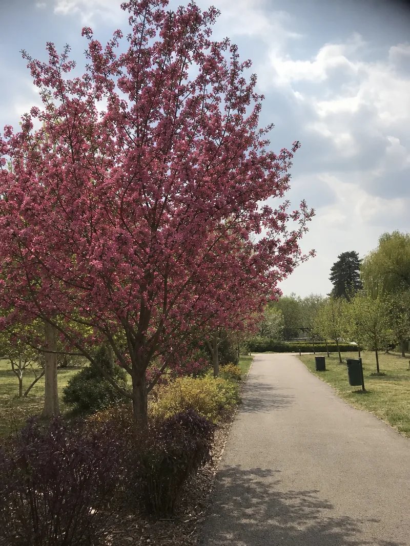Robinson crabapple tree with pink blossoms in a park setting