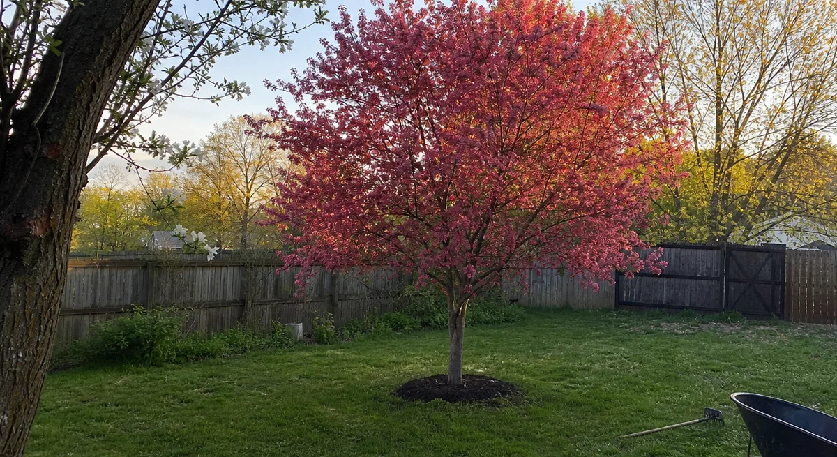 Center the main subject in the middle of the image with space above and below for 16:9 formatting. Stunning photo-realistic wide landscape-style photograph of a single mature crabapple tree in full sp...