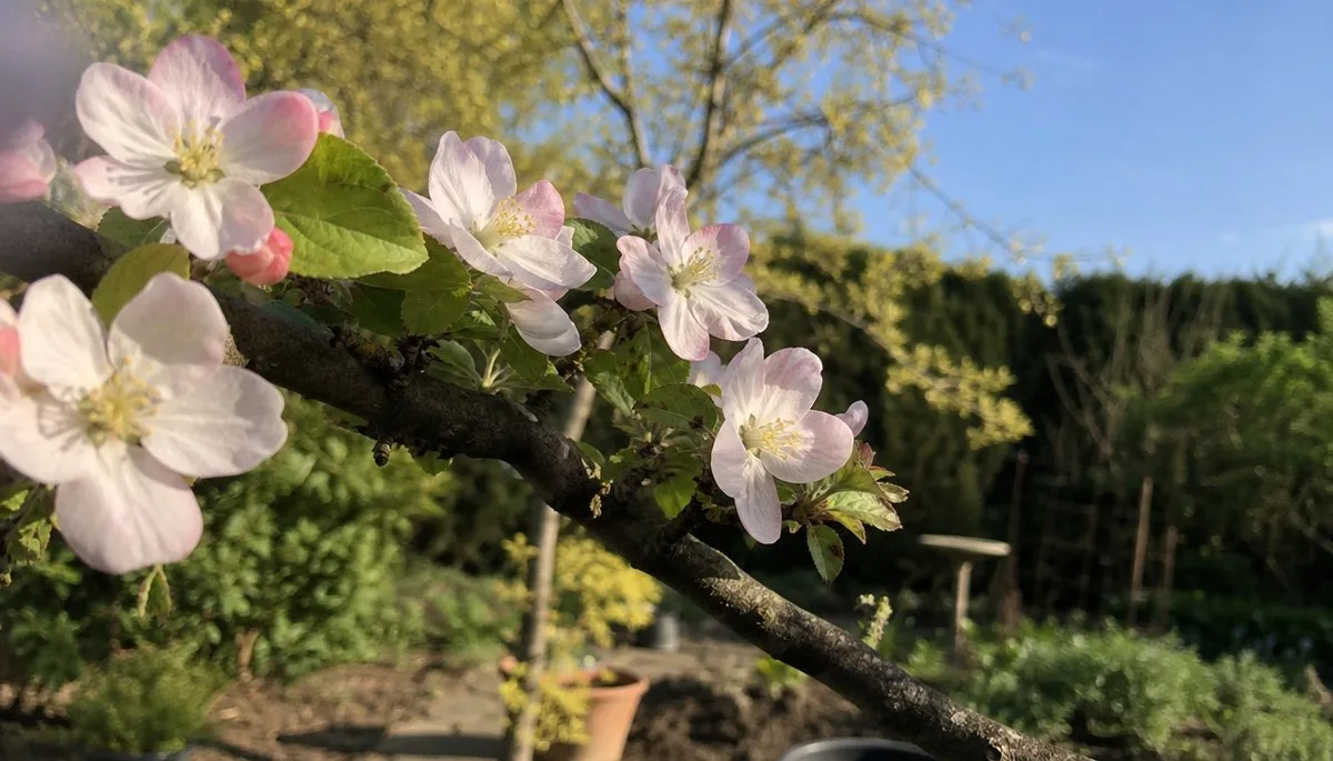 What Do Crabapple Trees Look Like? From Spring Blooms to Winter Fruit