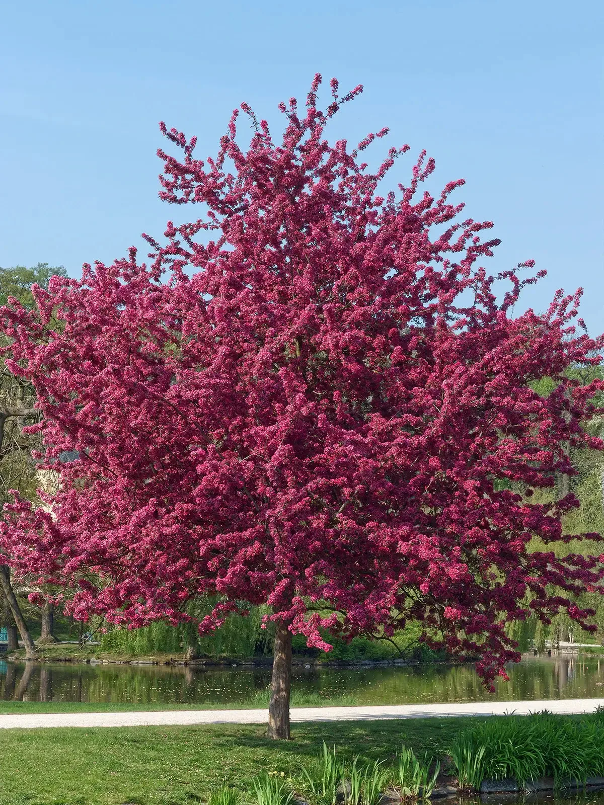 Prairifire crabapple tree with vibrant pink blossoms in a park setting