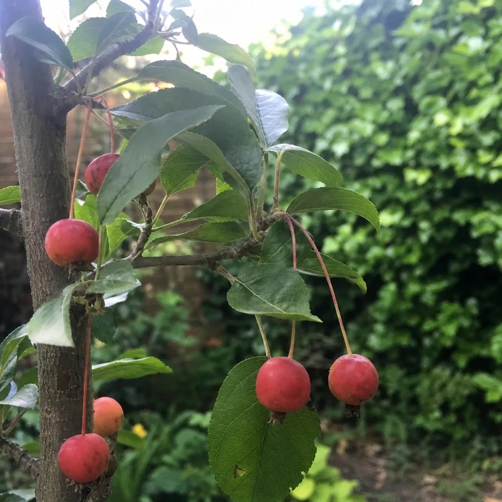 Colorful crabapple tree varieties in full bloom suited for Zone 4 gardens