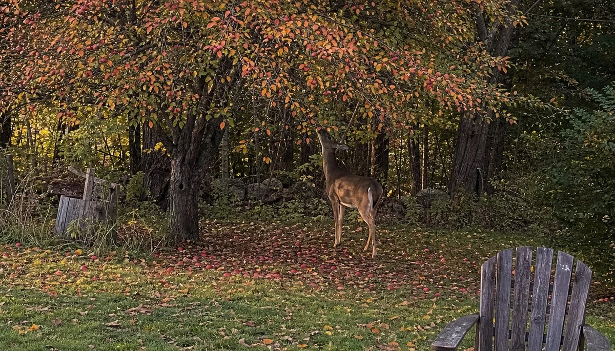 Do Deer Eat Crabapples? The Truth About Your Garden's Visitors