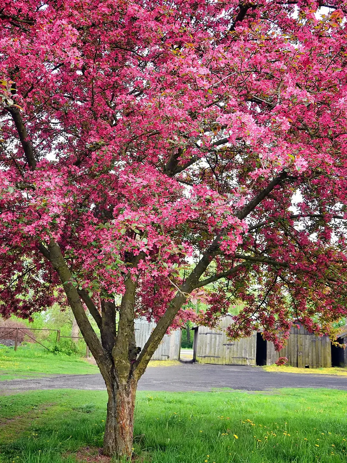 Indian Summer crabapple tree with pink blossoms in a garden setting