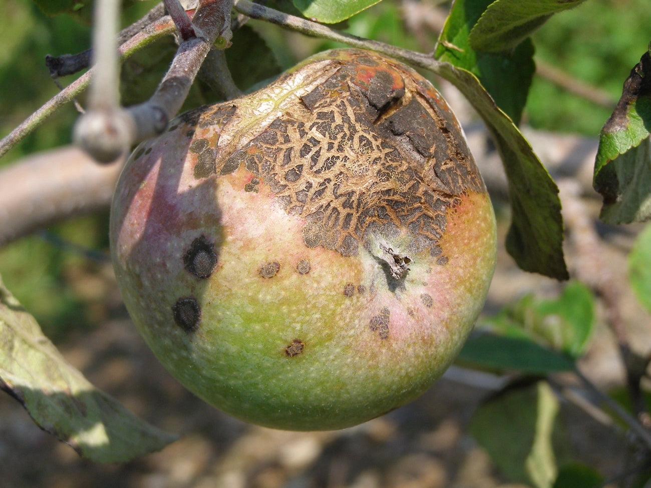 How to Treat Apple Scab on Crabapple Trees: A Simple Guide for Home Gardeners