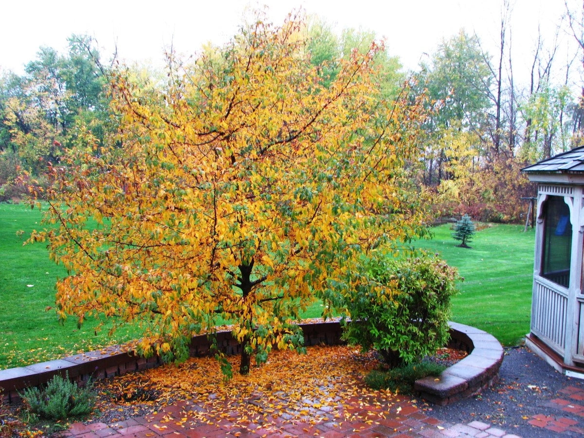 The Surprising Truth About Crabapple Trees: What Nurseries Won't Tell You