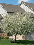 Flowering Callaway crabapple tree in front of a house with a clear sky