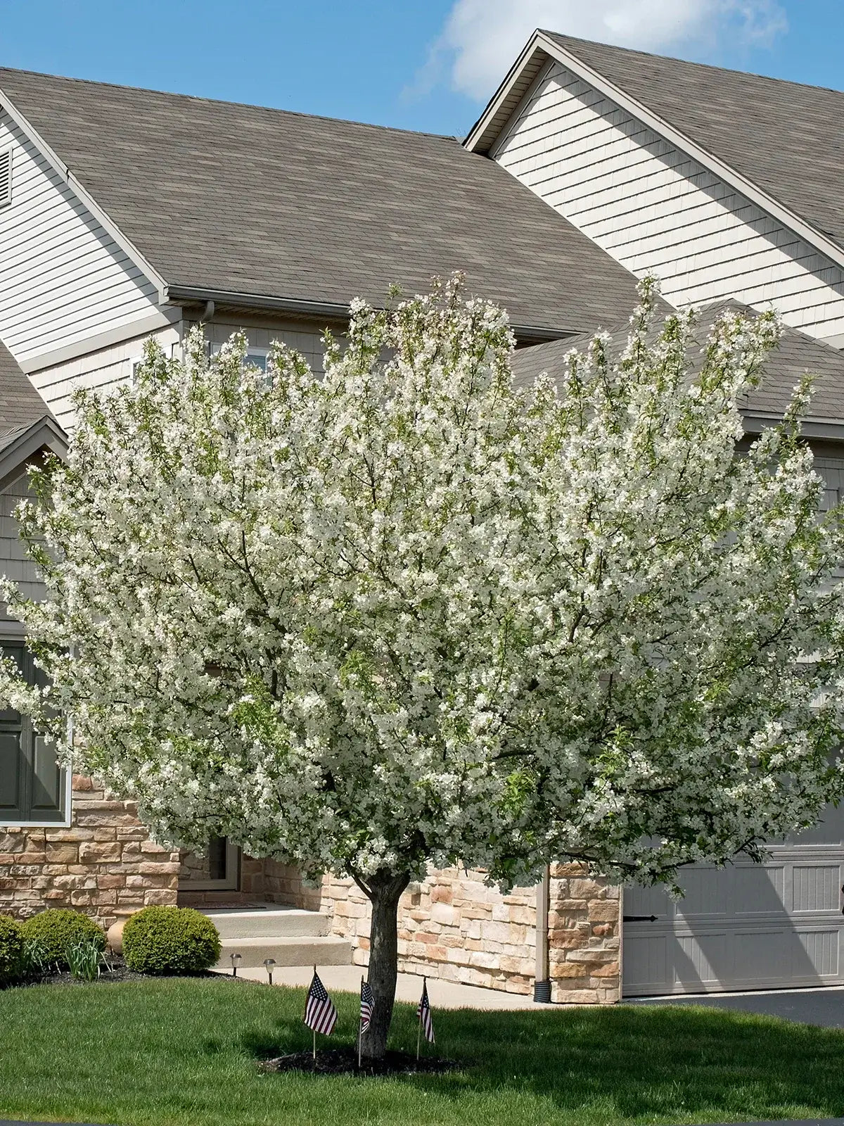 Flowering Callaway crabapple tree in front of a house with a clear sky