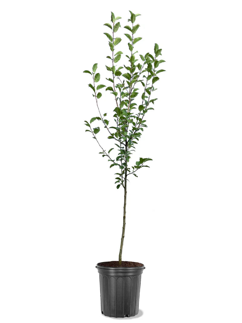 Potted Callaway crabapple plant with green leaves on a white background