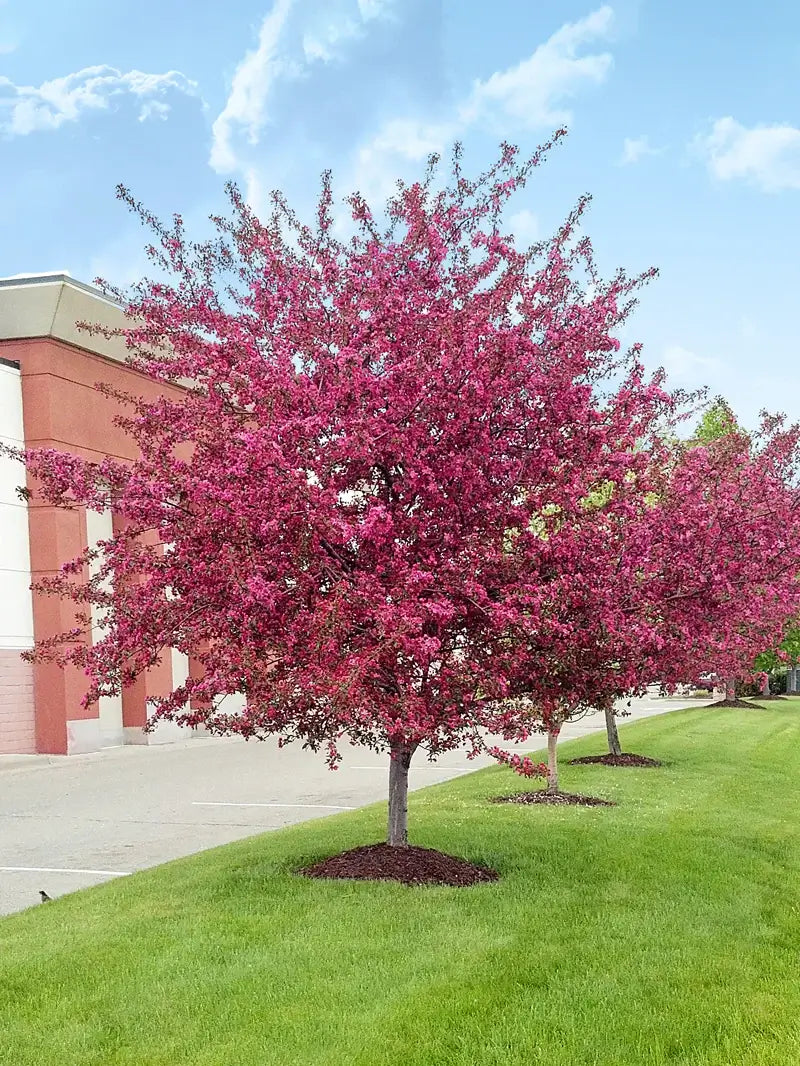 Centurion crabapple tree with pink blossoms on a grassy area with a building in the background.