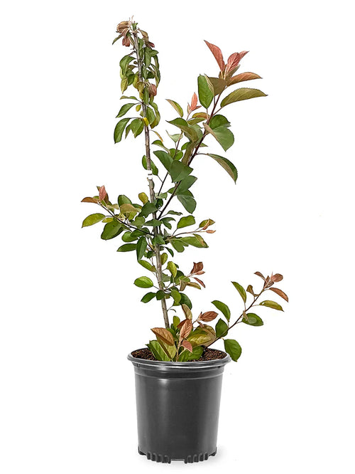 Potted Centurion Crabapple Tree with green leaves on a white background