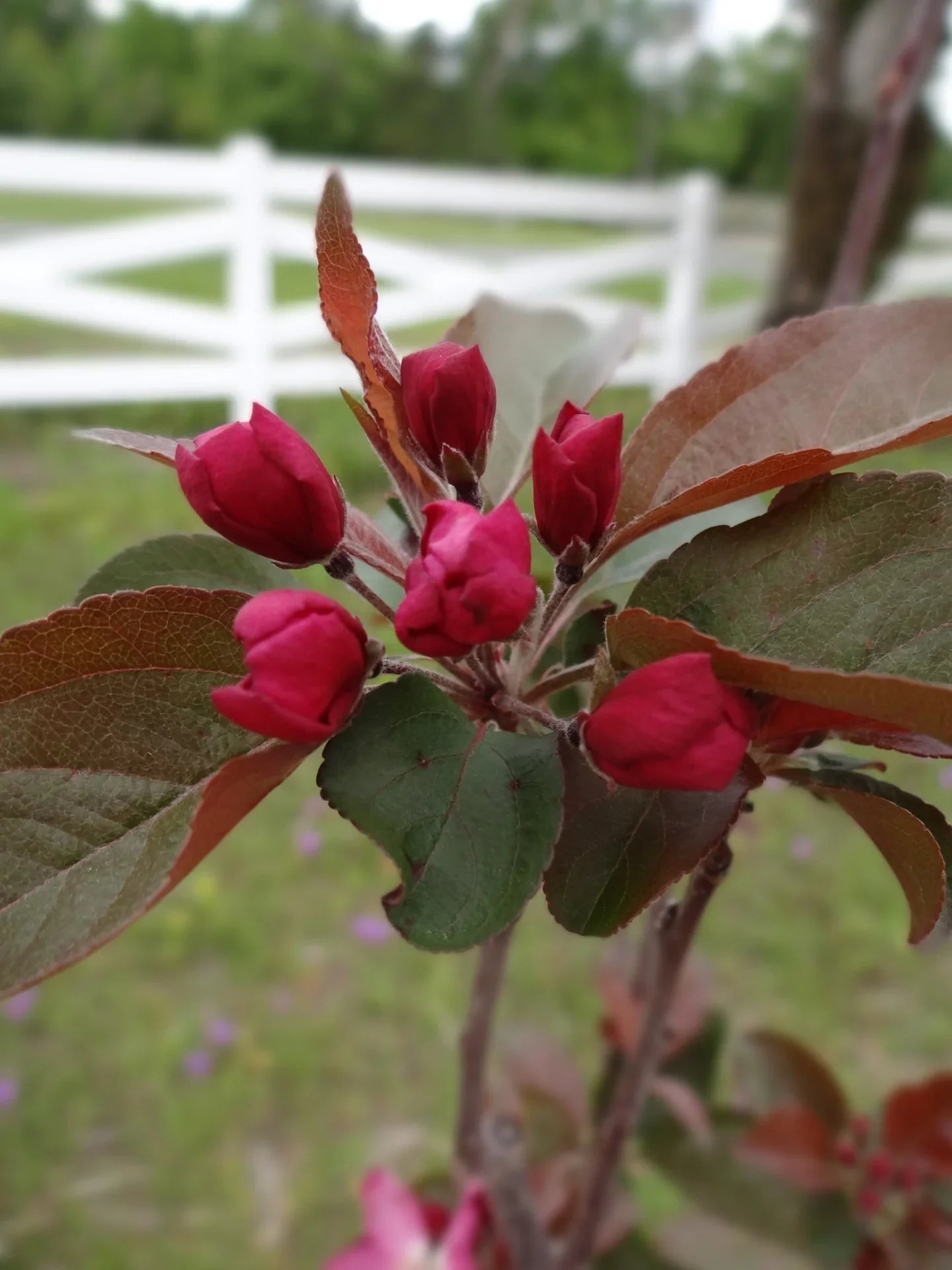 Close-up of pink flower buds on a Centurion Crabapple Tree branch with a blurred background of greenery and a white fence.