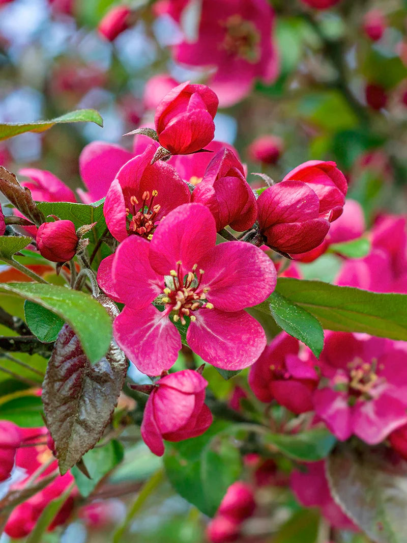 Close-up of vibrant pink Centurion Crabapple Tree flowers with green leaves on a blurred natural background