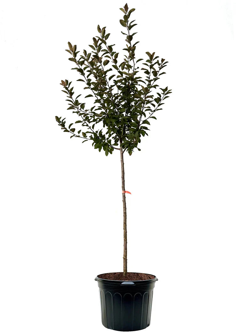 Potted Centurion Crabapple Tree with green leaves on a white background
