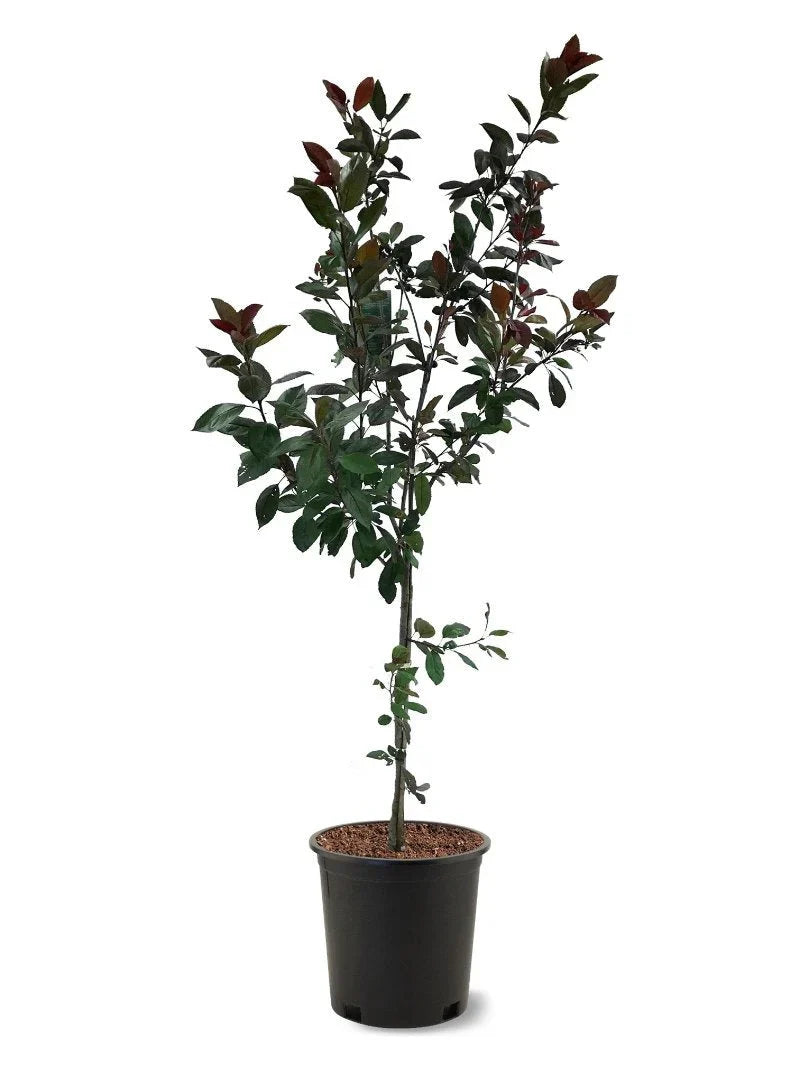 Potted Centurion Crabapple Tree with green leaves on a white background