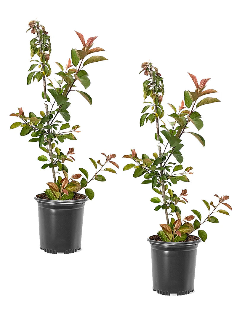 Two potted Centurion Crabapple Trees with green leaves in black pots on a white background