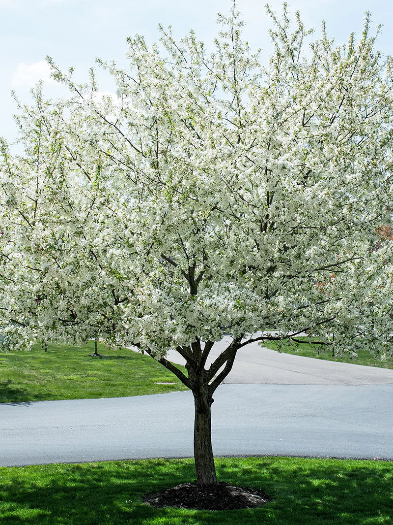 Crabapple - Harvest Gold