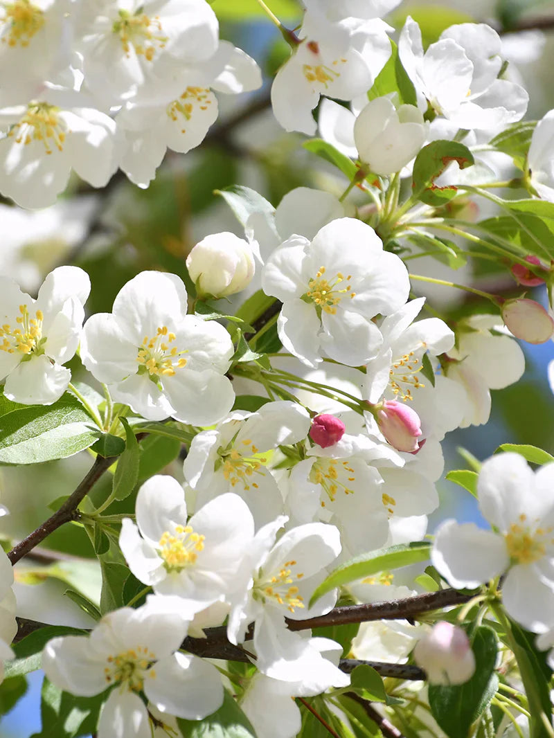 Close-up of Callaway crabapple flowers with green leaves on a branch