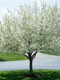 Harvest Gold crabapple Tree with white blossoms in a park-like setting