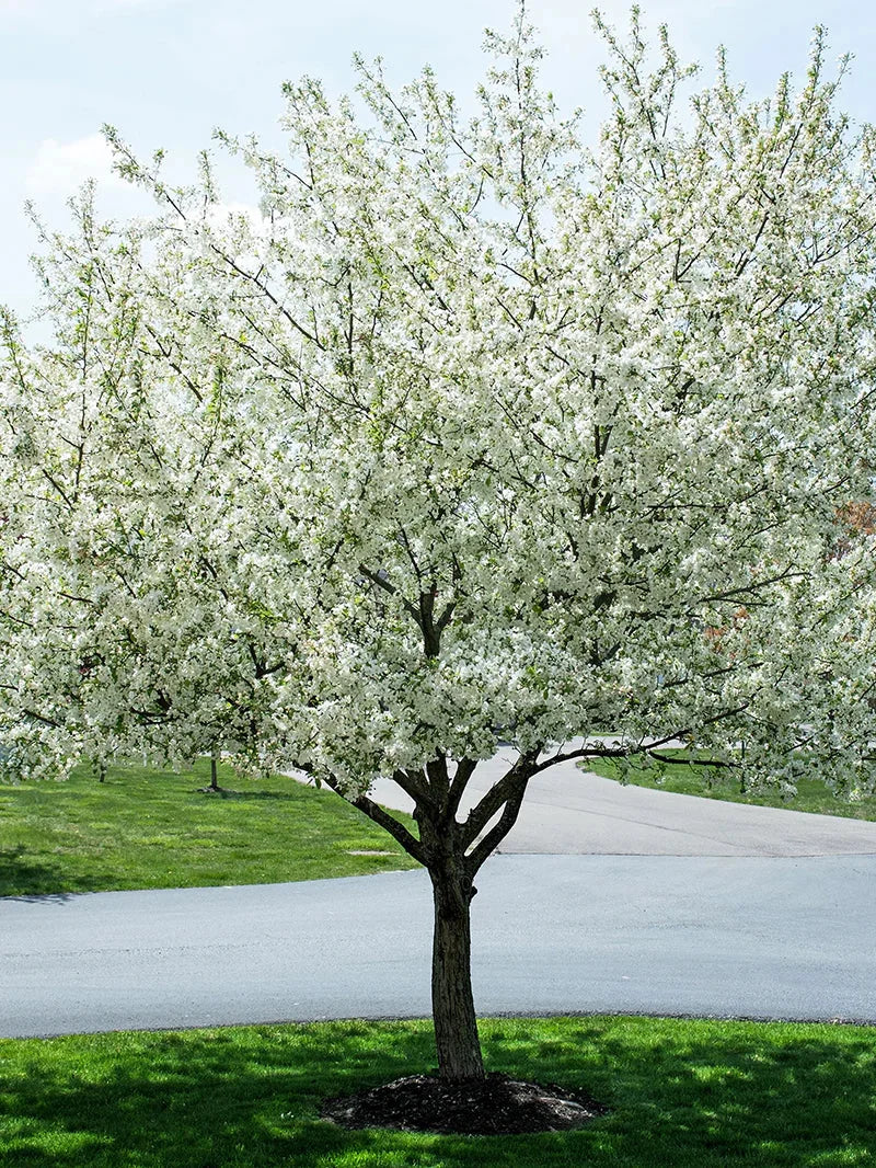 Harvest Gold crabapple Tree with white blossoms in a park-like setting