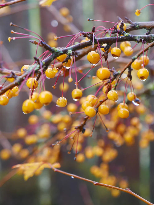 Branch with Harvest Gold crabapple fruits and water droplets against a blurred natural background