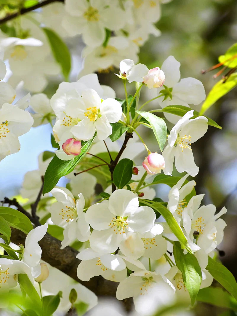 Close-up of Harvest Gold crabapple  flowers with green leaves on a blurred natural background