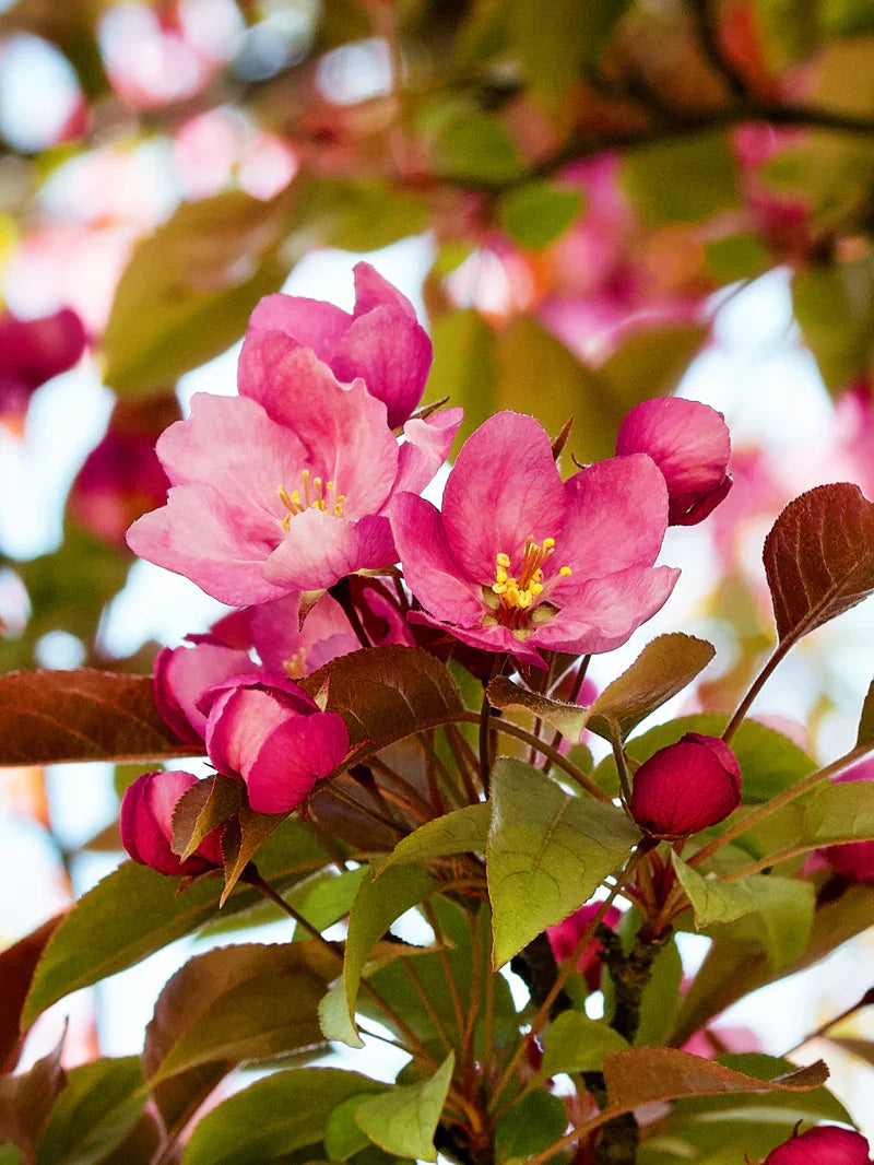 Close-up of Indian Summer crabapple  flowers with green leaves on a blurred background