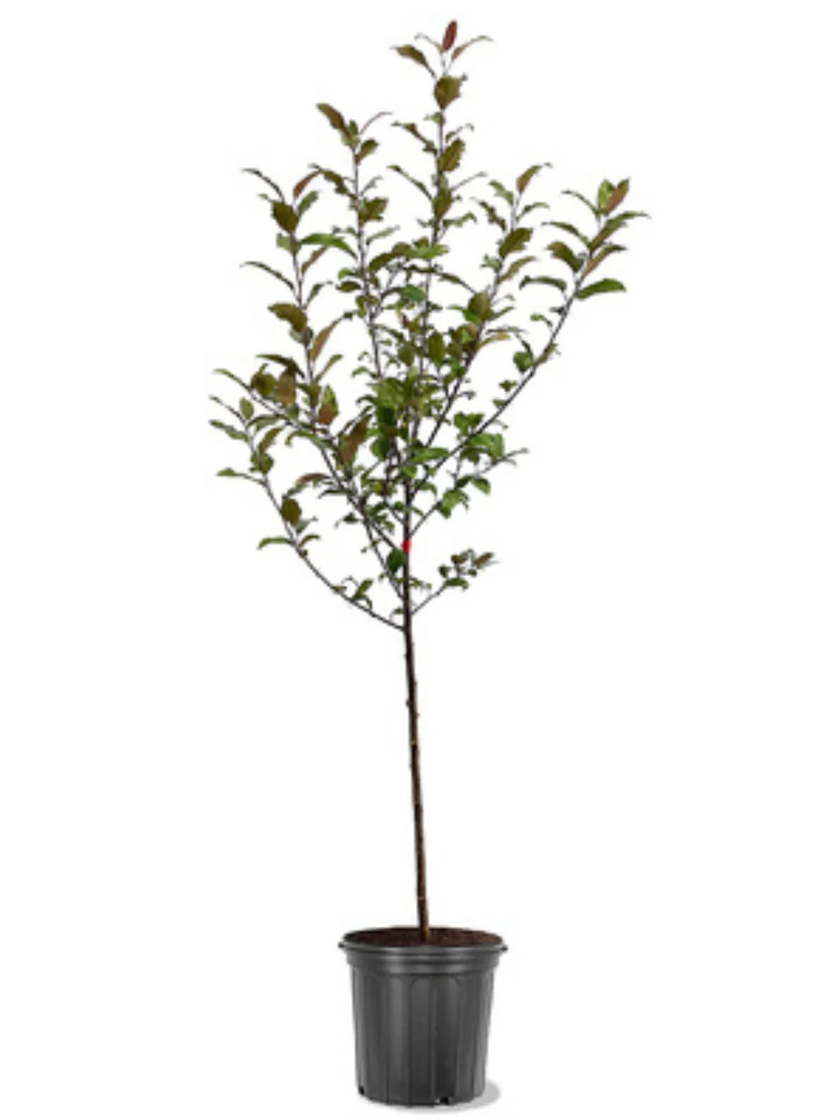 Potted Indian Summer crabapple plant with green leaves on a white background