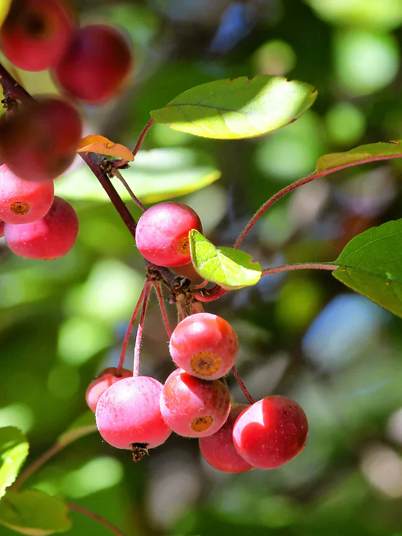 Close-up of Indian Summer crabapple fruit on a branch with green leaves