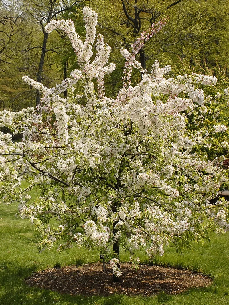 Japanese flowering crabapple tree with white flowers in a park setting
