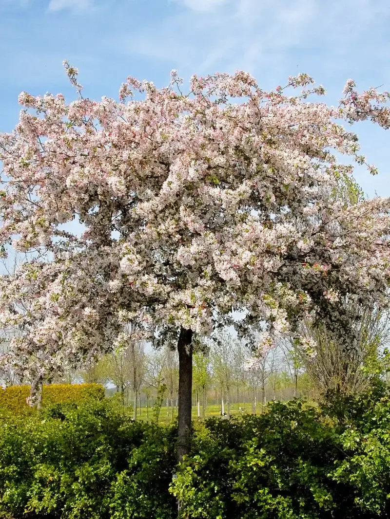 Japanese flowering crabapple tree with pink blossoms in a garden setting