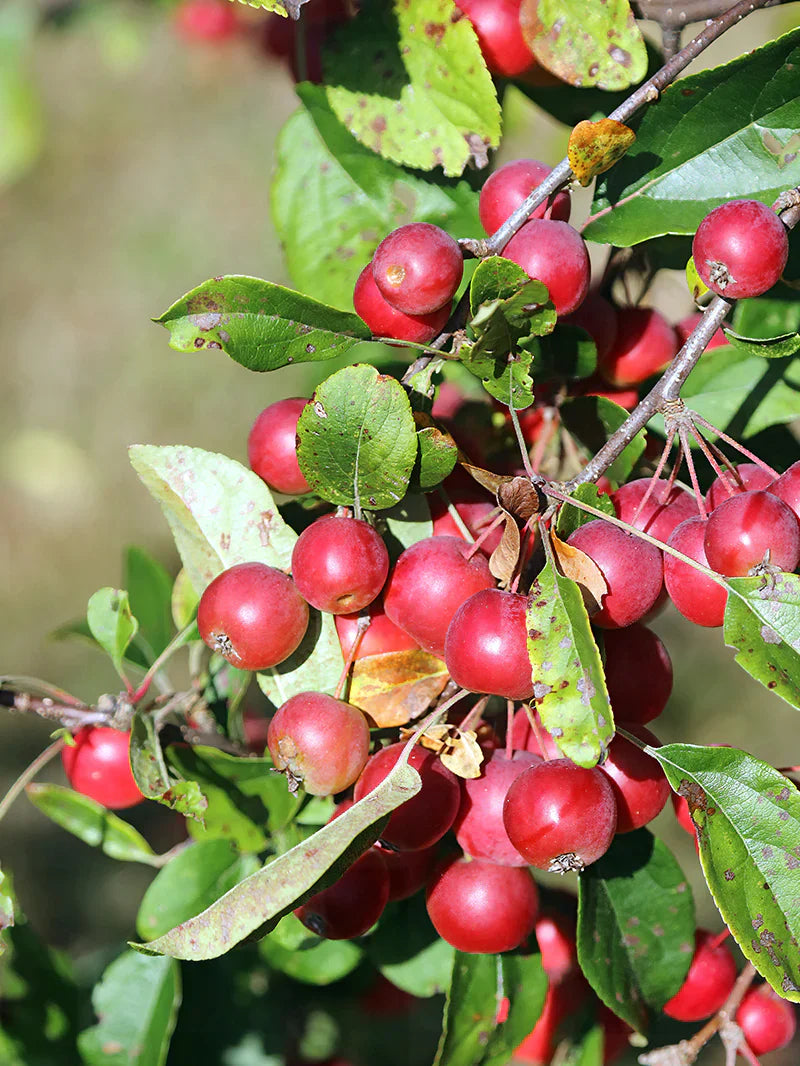 Red berries on a branch with green leaves
