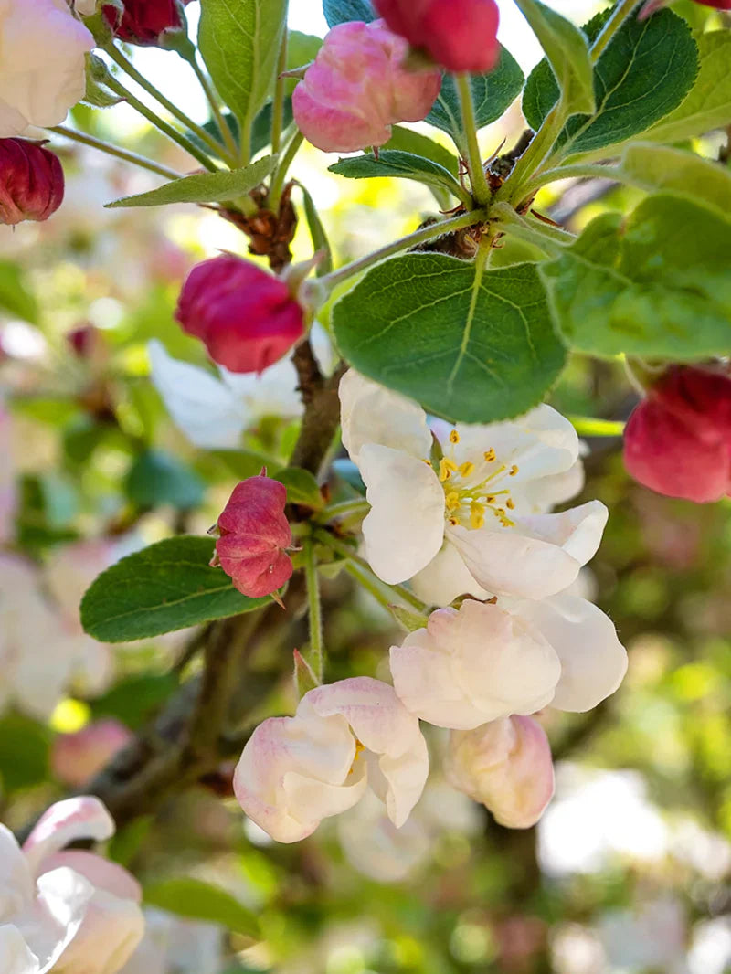 Close-up of a tree branch with pink and white flowers and green leaves.