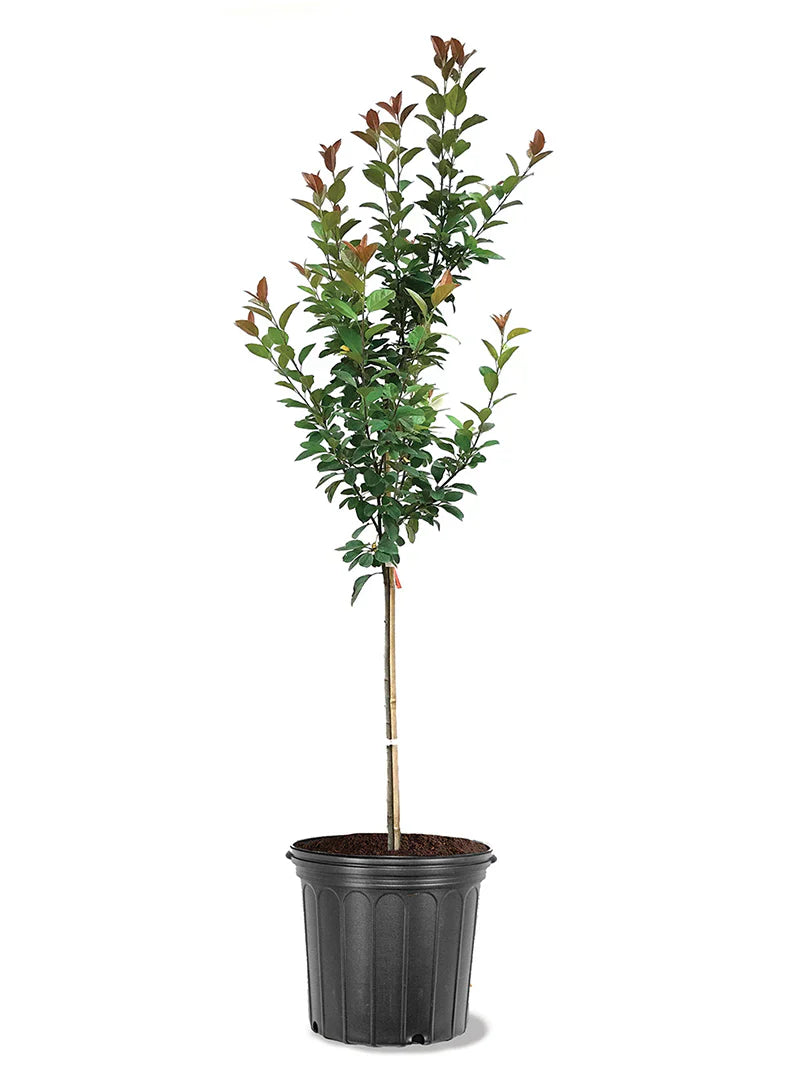 Potted plant with green leaves on a white background