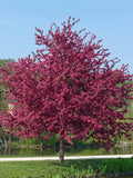Prairifire crabapple tree with vibrant pink blossoms in a park setting