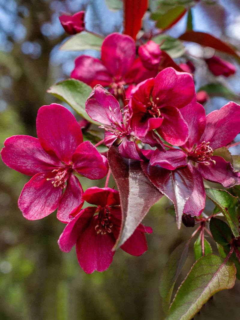 Close-up of vibrant Prairifire crabapple  flowers with green leaves on a blurred natural background