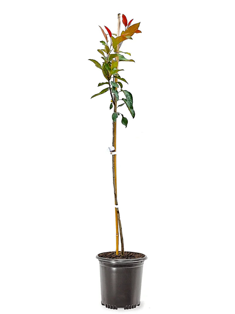 Potted Prairifire crabapple plant