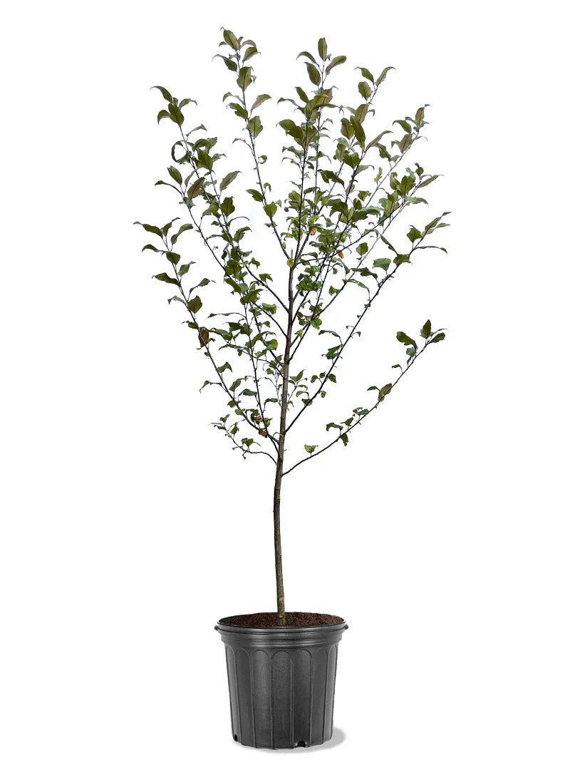 Potted Prairifire crabapple plant with green leaves