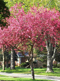 Pink flowering Profusion crabapple trees in a park with a building in the background