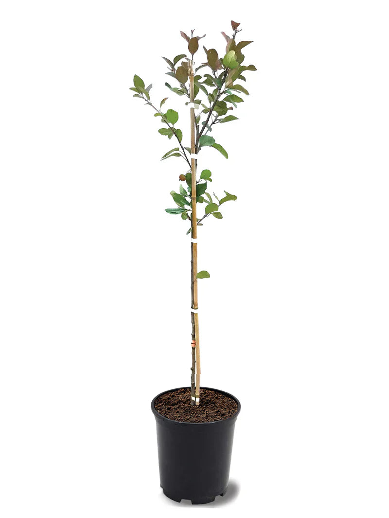 Potted Profusion crabapple plant with a white background
