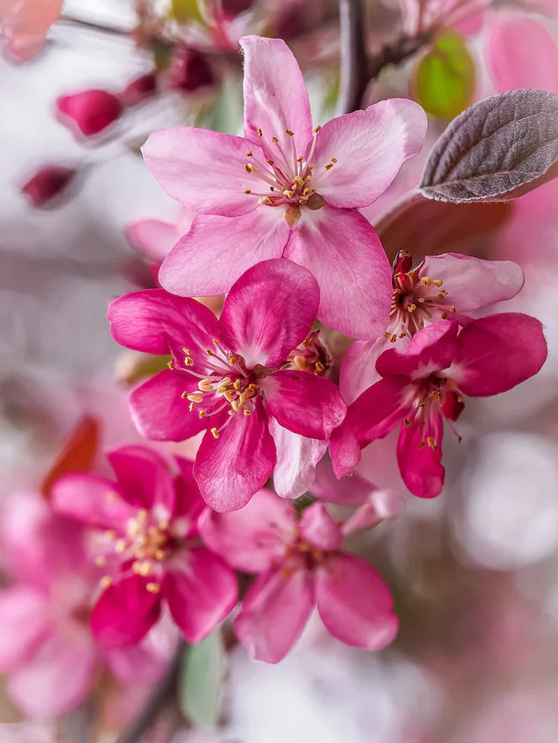 Close-up of pink and red Profusion crabapple flowers with a blurred background