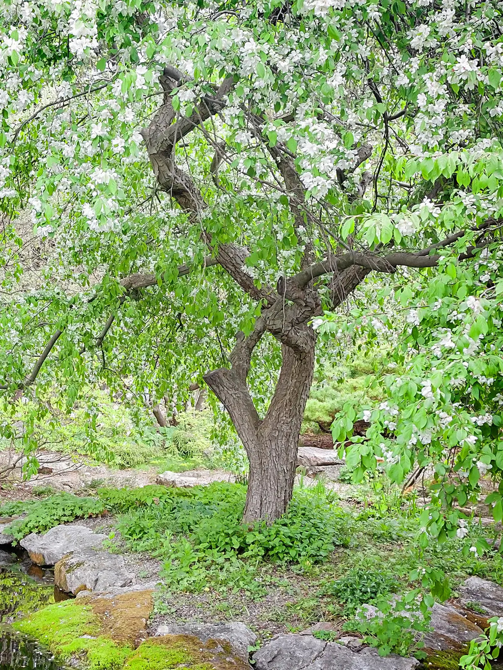 Weeping Red Jade crabapple Tree with white blossoms in a natural setting
